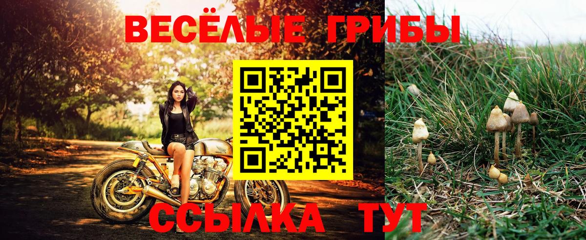 Галлюциногенные грибы Psilocybe  Галлюциногенные грибы ЛСД  Вход с VPN  Сальск 